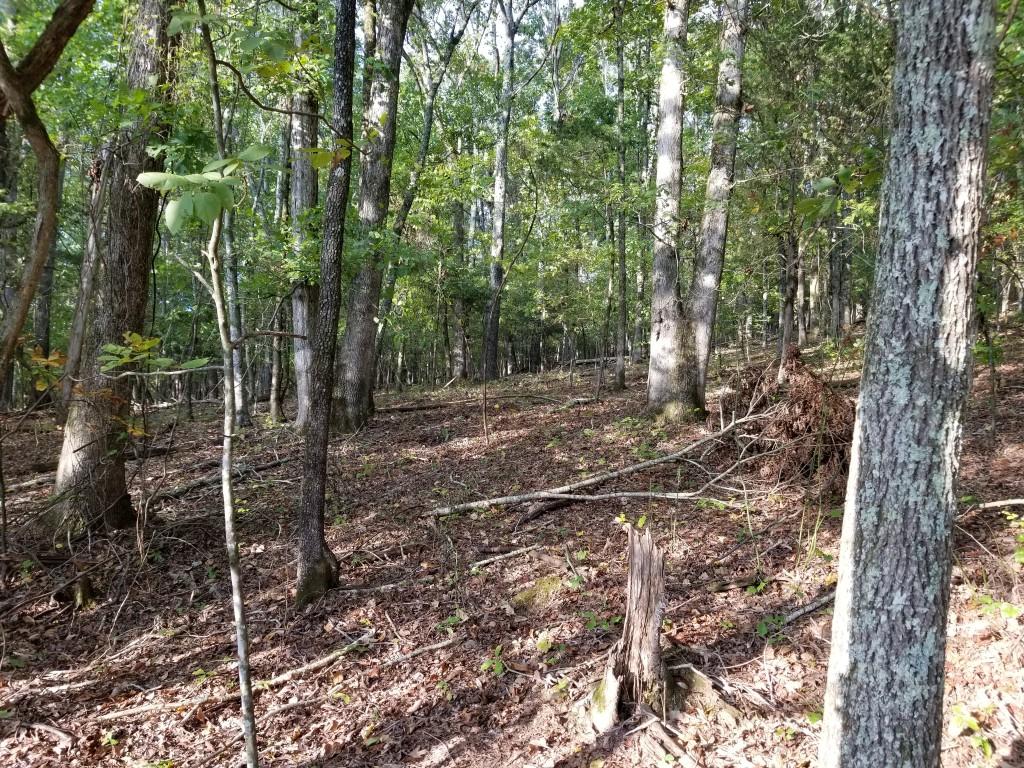Lot 51 Key Cove Rd Spring, Unit 51 Spring City, TN 37381 - Photo 5 of 8 20171015_173947 (Medium)