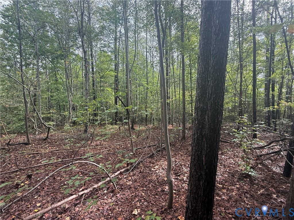 13.52 West Point Stevens Road Drakes Branch, VA 23937 - Photo 5 of 14 a view of a forest with a tree