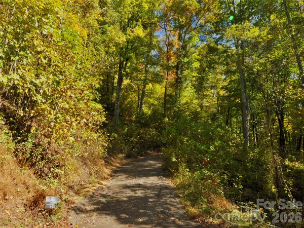 a view of forest