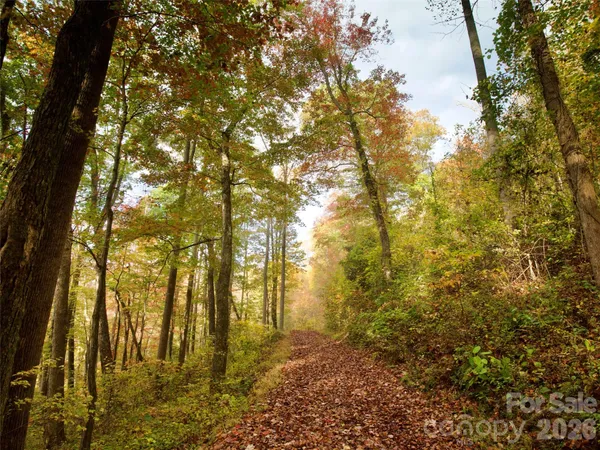 a view of under trees