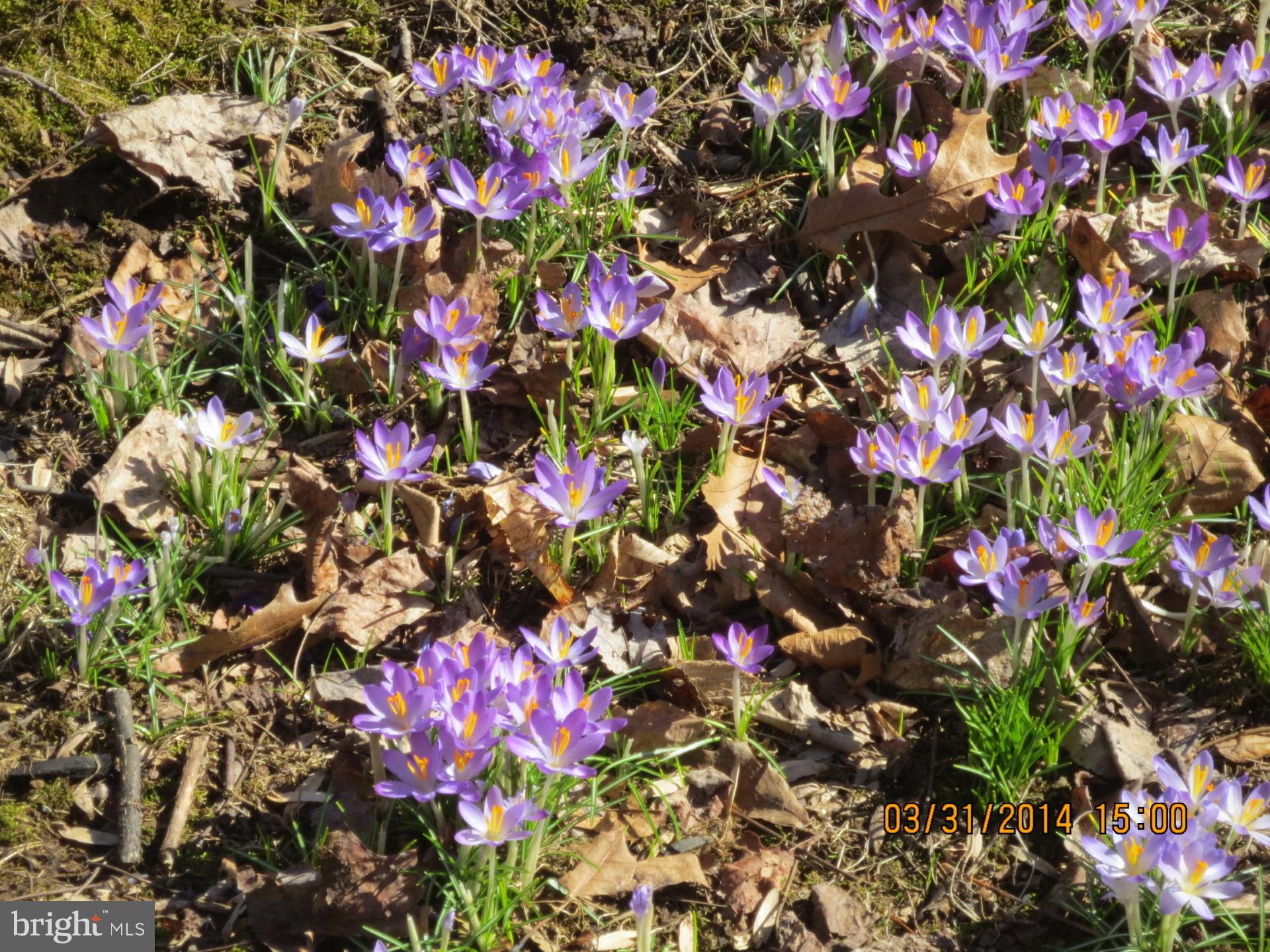 2011 Fallsgrove Way Fallston, MD 21047 - Photo 78 of 84 Perfect for homemade bouquets