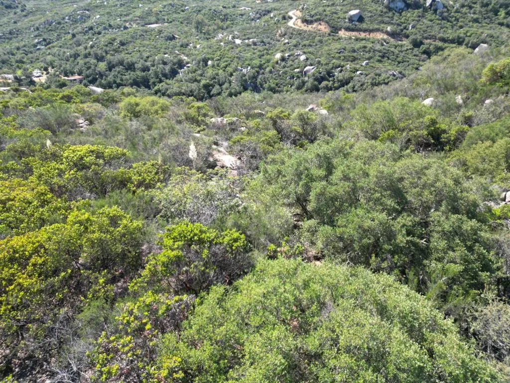 0 Rockhouse Road Ramona, CA 92065 - Photo 17 of 21 a view of a lush green forest with trees and houses