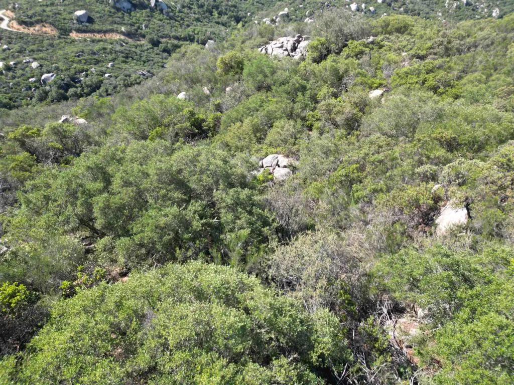 0 Rockhouse Road Ramona, CA 92065 - Photo 18 of 21 a view of a forest with a tree
