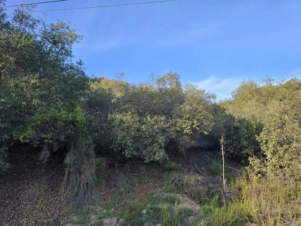 0 Rockhouse Road Ramona, CA 92065 - Photo 4 of 6 a view of a forest