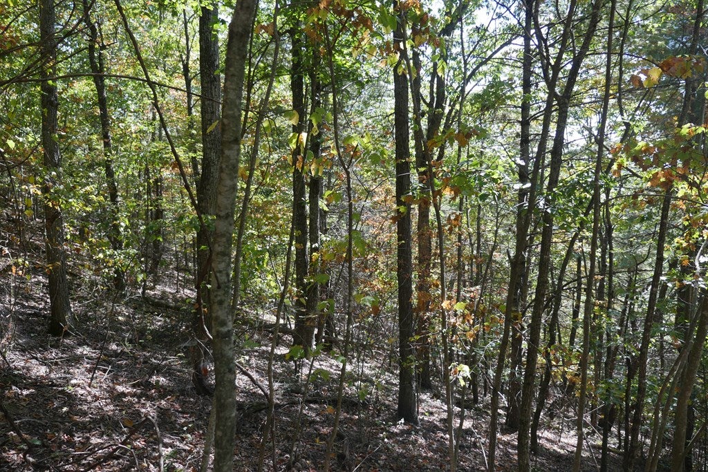 Tbd Hall Hollow Road, Unit 1 Austinville, VA 24312 - Photo 64 of 76 Gallery Image 64