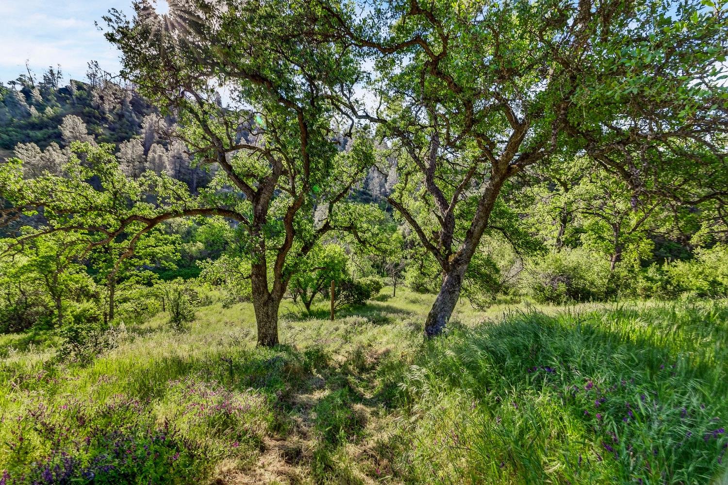 5595 Dream Valley Road Red Bluff, CA 96080 - Photo 3 of 22 a view of outdoor space and yard