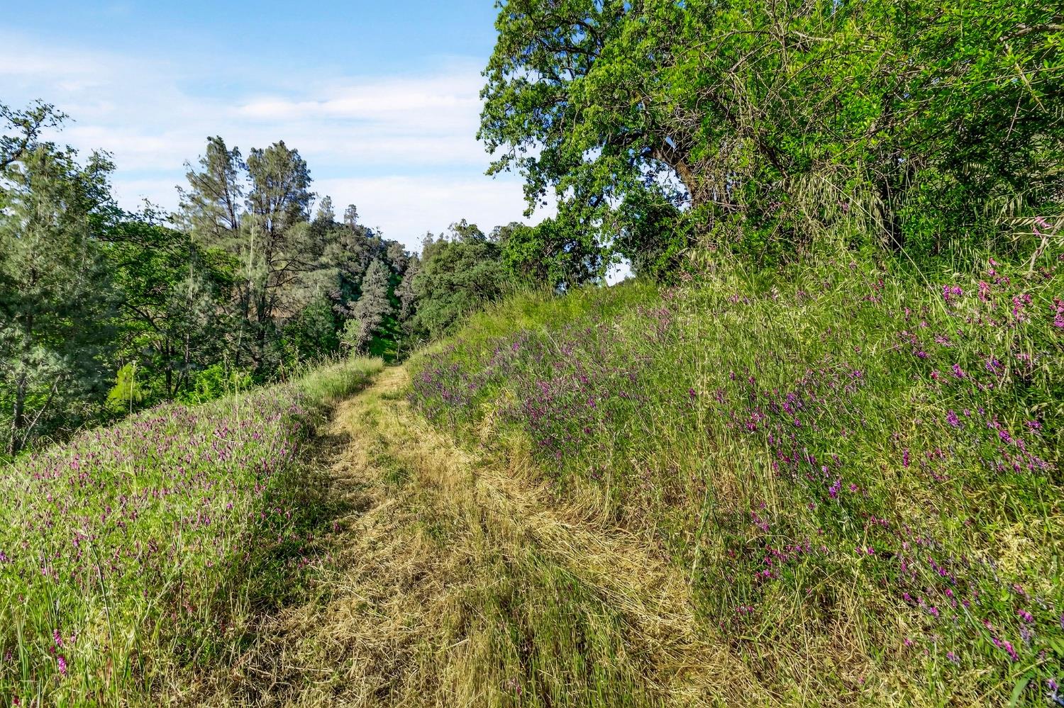 5595 Dream Valley Road Red Bluff, CA 96080 - Photo 4 of 22 a view of a bunch of trees and bushes