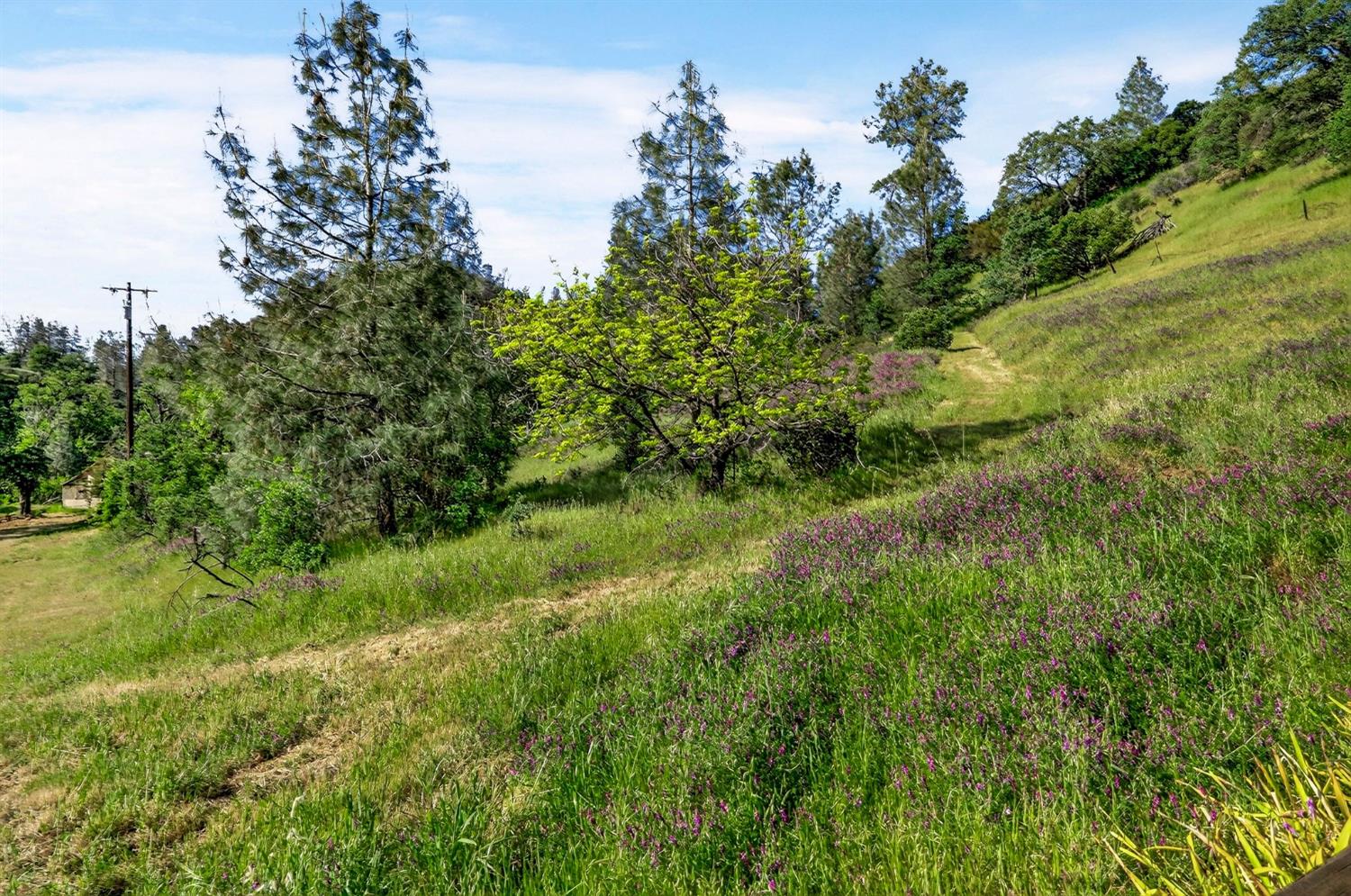 5595 Dream Valley Road Red Bluff, CA 96080 - Photo 8 of 22 a view of a lush green space