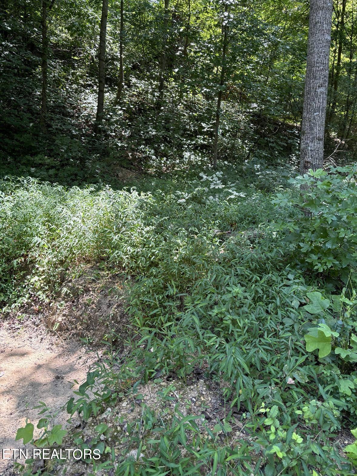 Swan Pond Road Harriman, TN 37748 - Photo 2 of 4 Pic B
