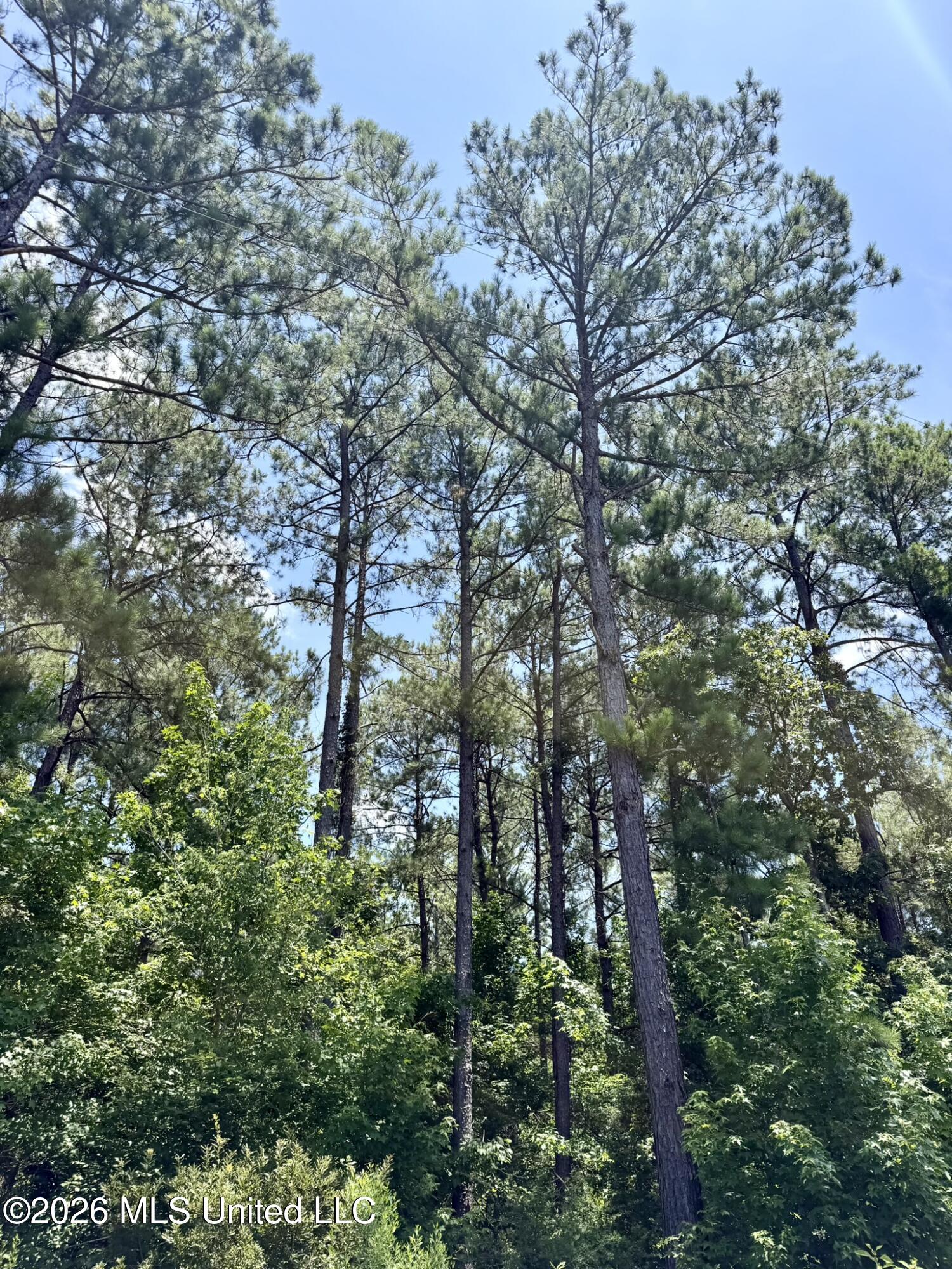 2497 Linfrank Line Drive Southwest Smithdale, MS 39664 - Photo 11 of 14 IMG_0735