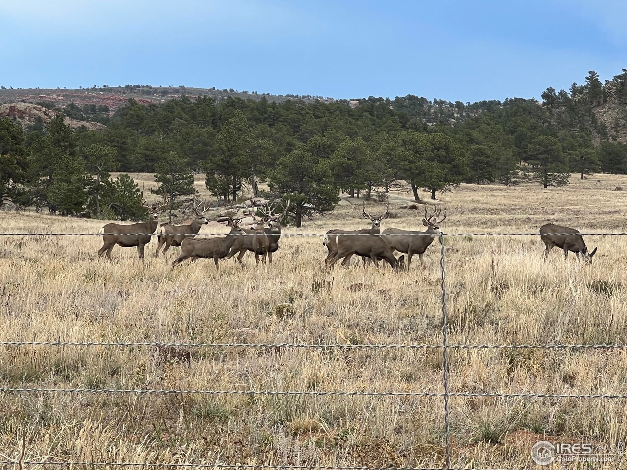 188 Old Ranch Road Livermore, CO 80536 - Photo 33 of 40 Abundant wildlife!