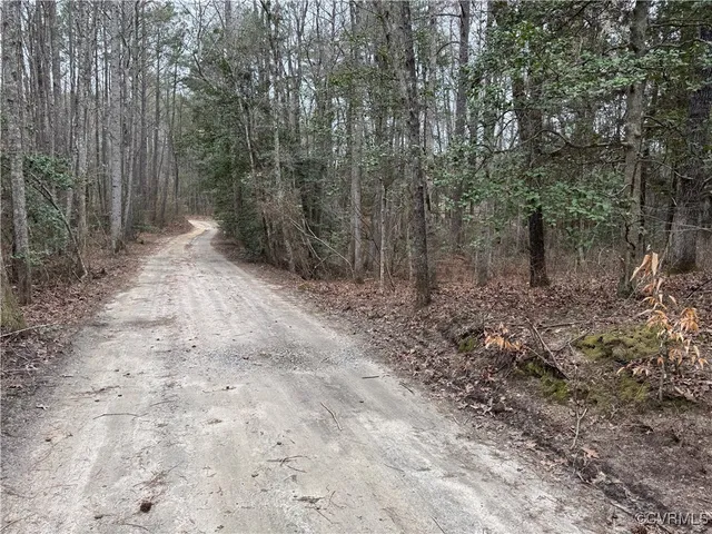 a view of a forest with trees in the background