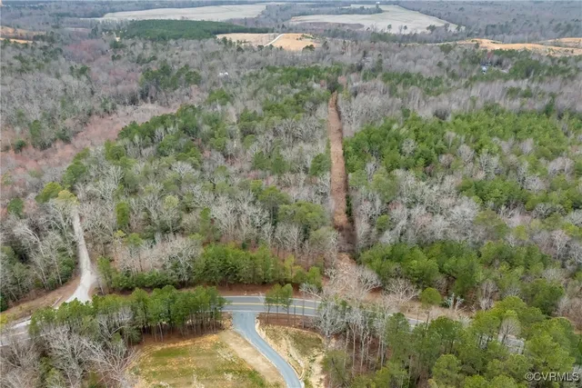 a view of a forest with a tree