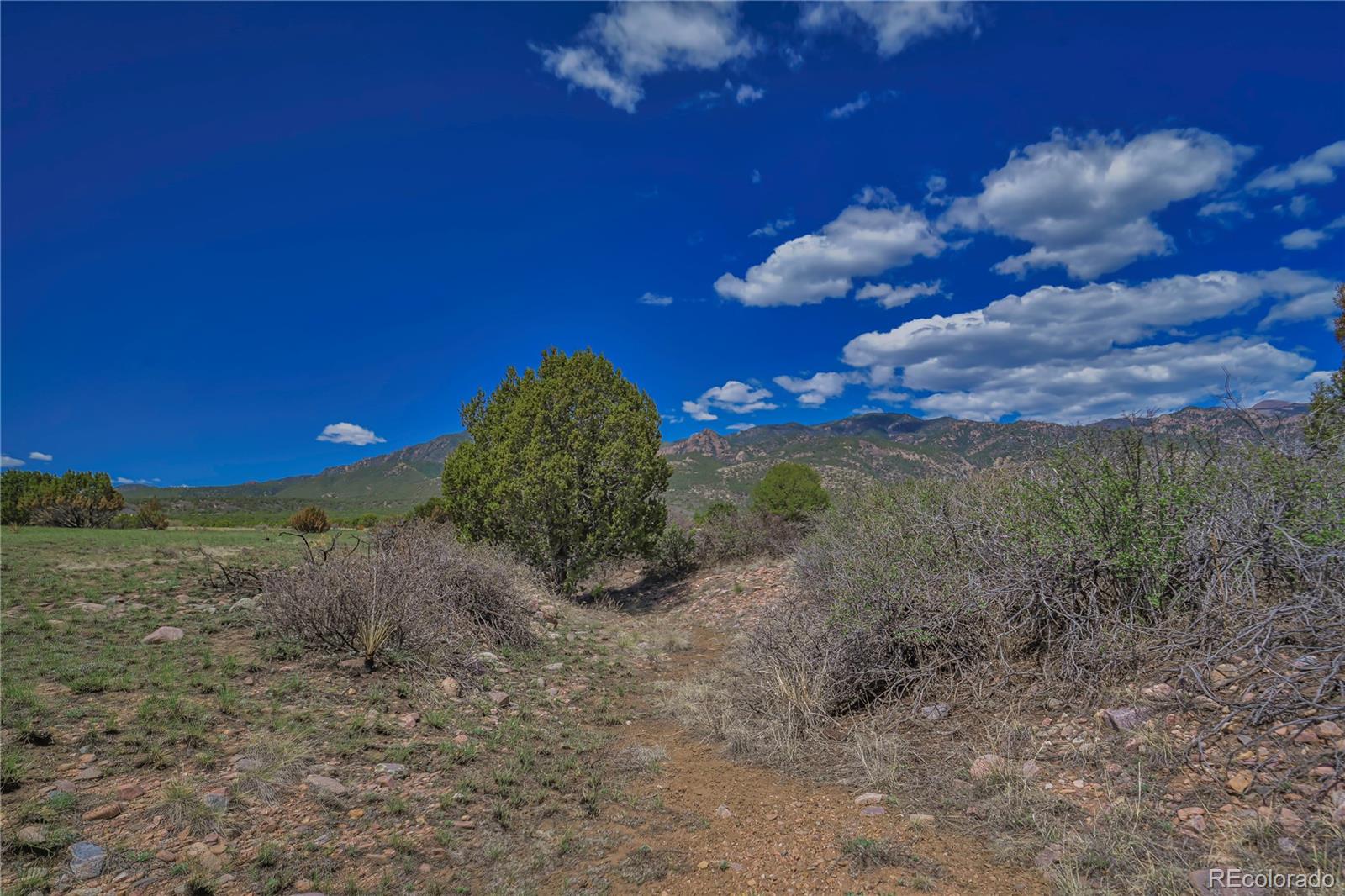 Cl&l Rye, CO 81069 - Photo 25 of 44 a view of a yard with a tree