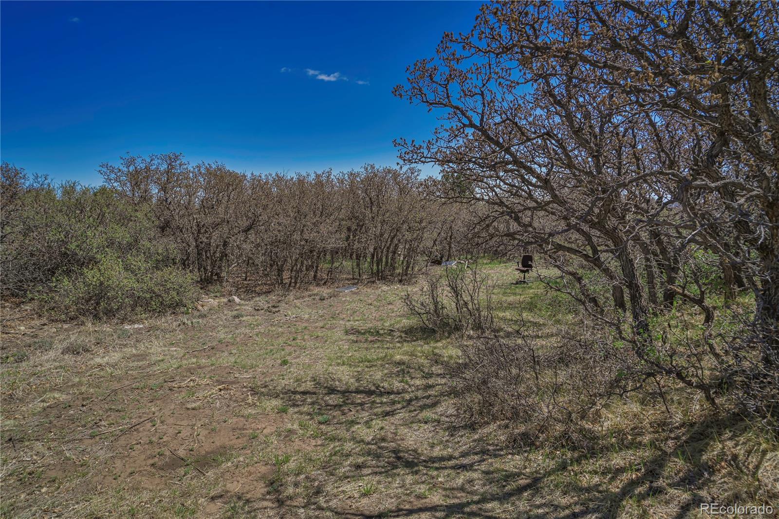 Cl&l Rye, CO 81069 - Photo 4 of 44 a view of a yard with a tree