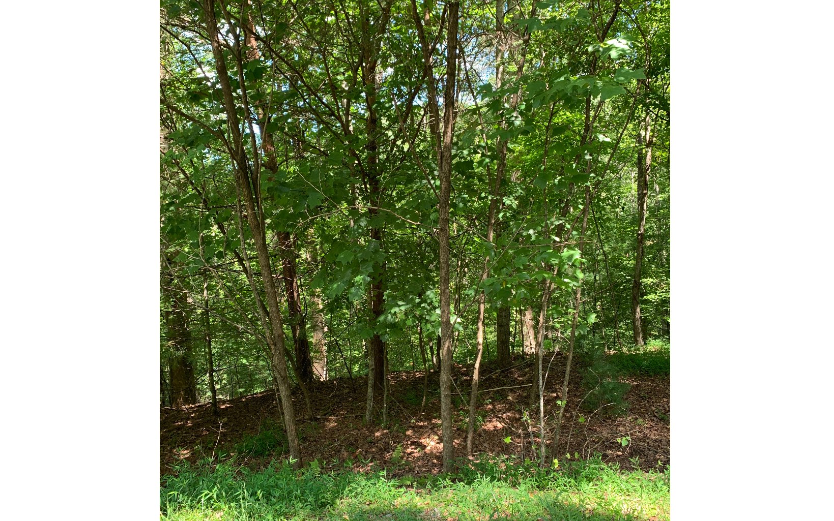 Lot20 Bryant Cove Road Blairsville, GA 30512 - Photo 2 of 12 a backyard of a house with lots of green space