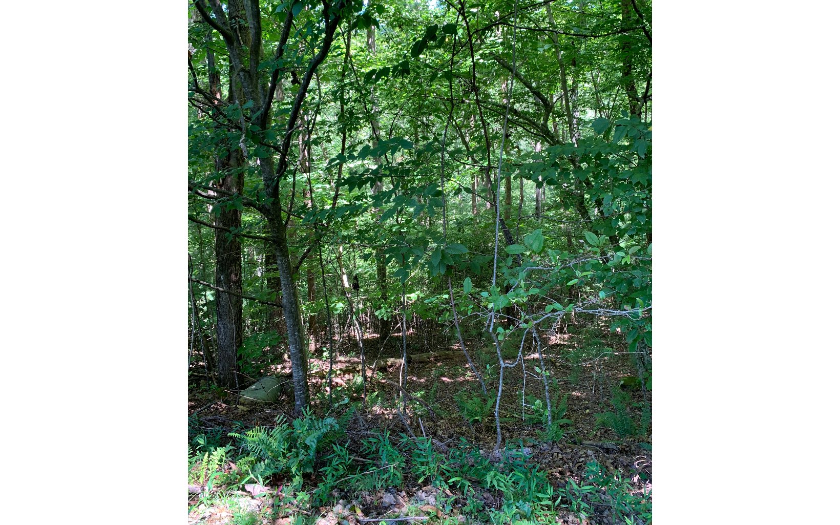 Lot20 Bryant Cove Road Blairsville, GA 30512 - Photo 3 of 12 a view of a forest with trees and flowers