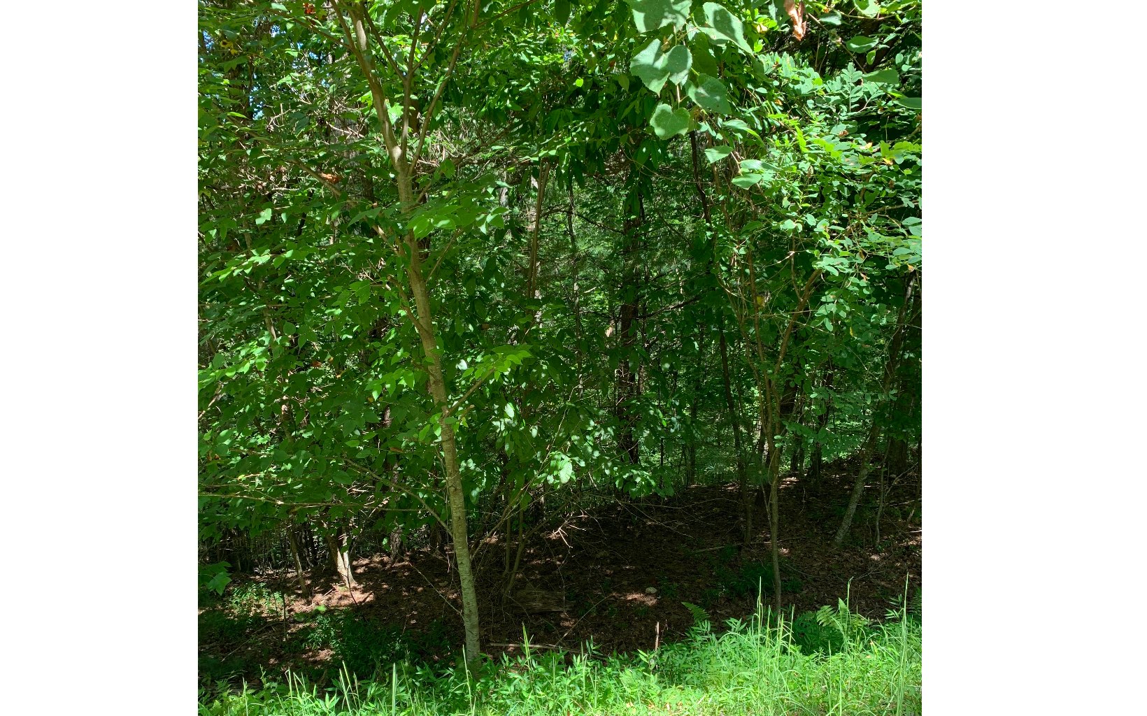 Lot20 Bryant Cove Road Blairsville, GA 30512 - Photo 5 of 12 a view of a yard