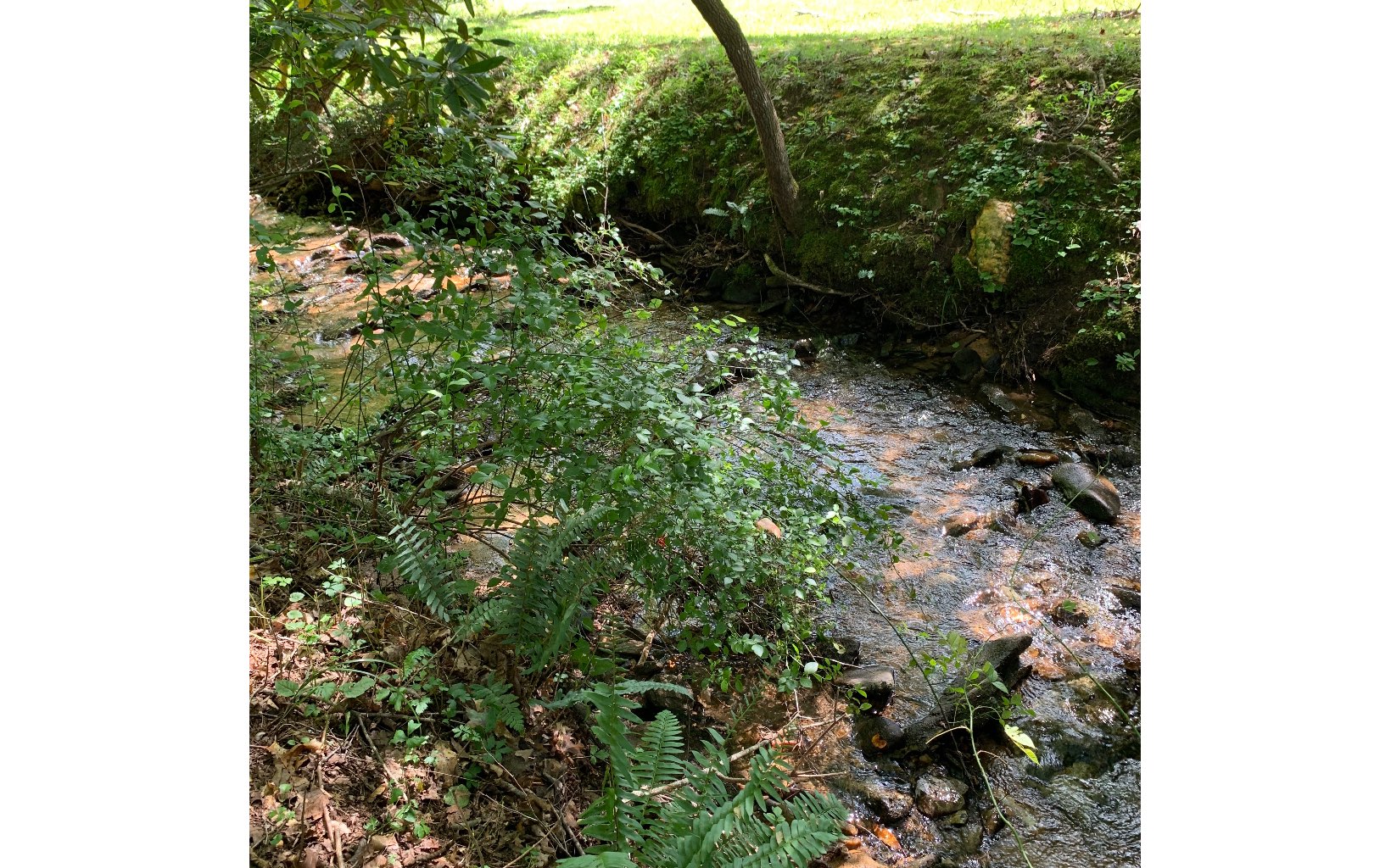 Lot20 Bryant Cove Road Blairsville, GA 30512 - Photo 6 of 12 a view of a yard with plants and a tree