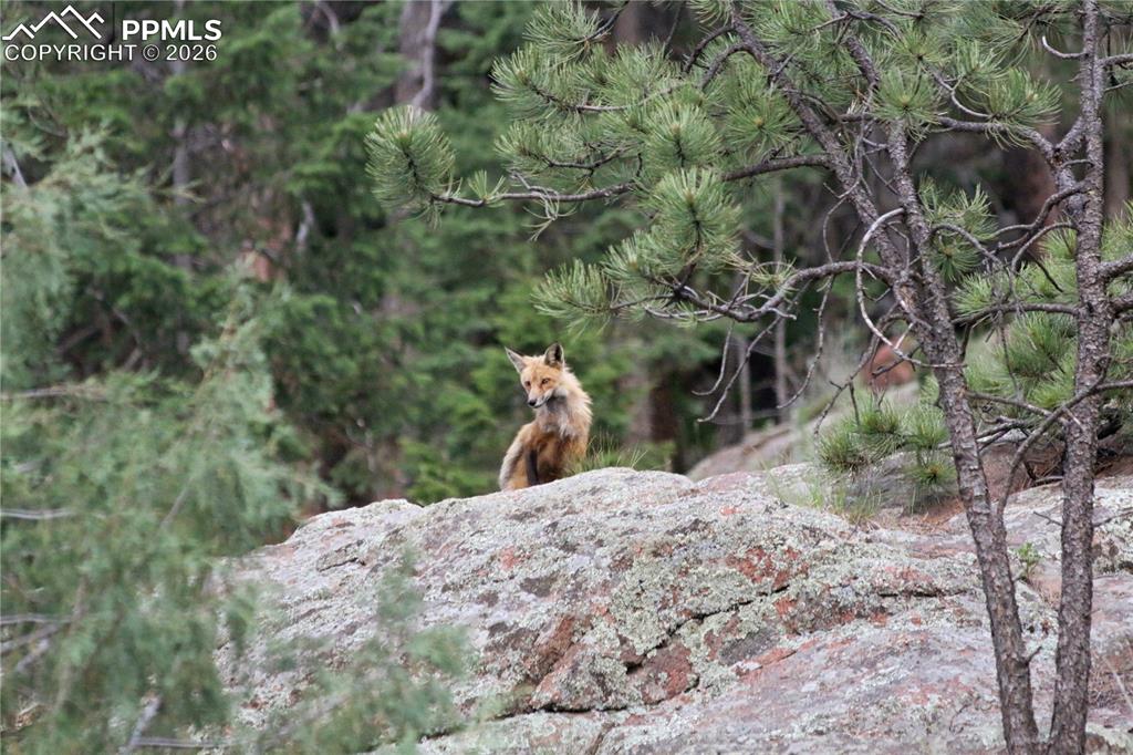 89 Ranch View Road Florissant, CO 80816 - Photo 45 of 50 Enjoy the abundance of wildlife from your front porch including turkey, deer, fox and so much more.