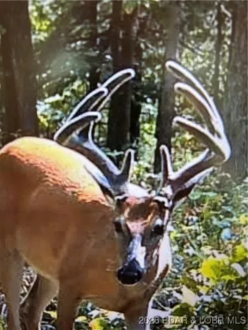 $89,500 | Tbd Hwy Mm, Eldon, MO 65026