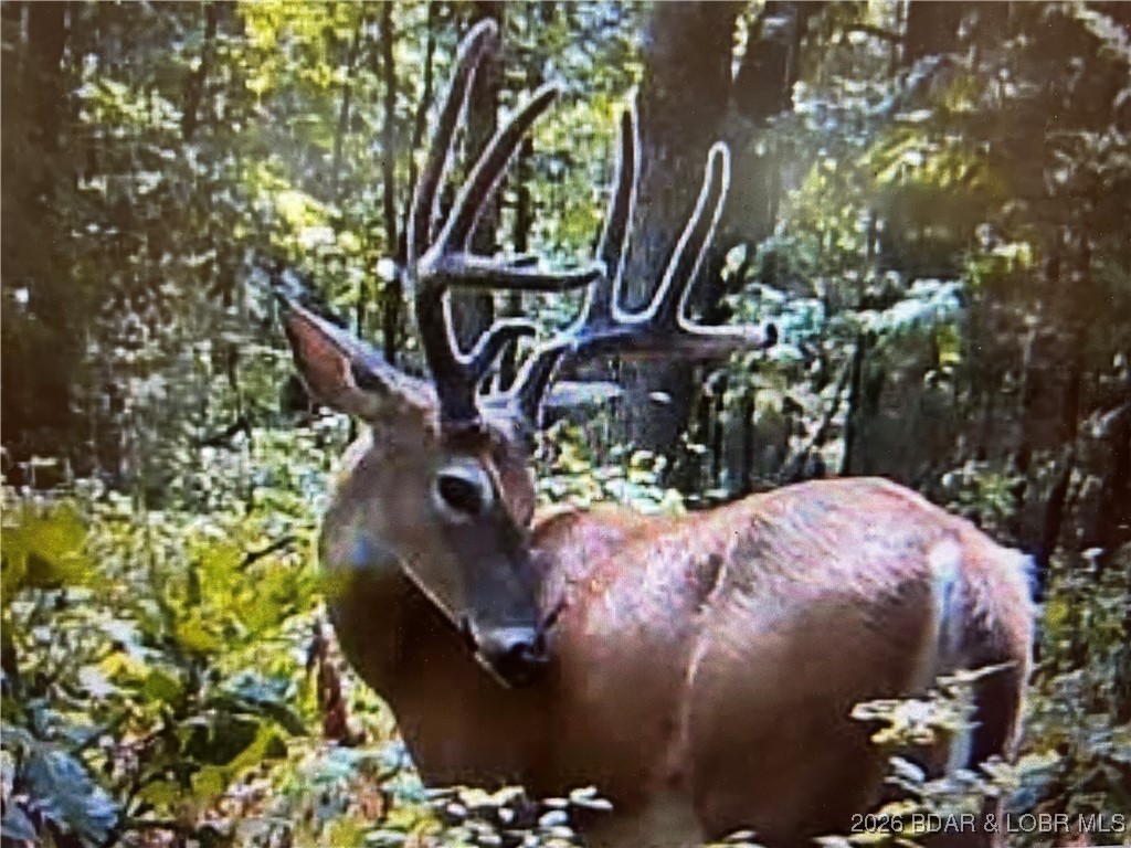 Tbd Hwy Mm Eldon, MO 65026 - Photo 17 of 18