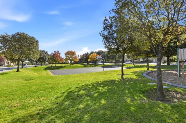 a view of a park with large trees