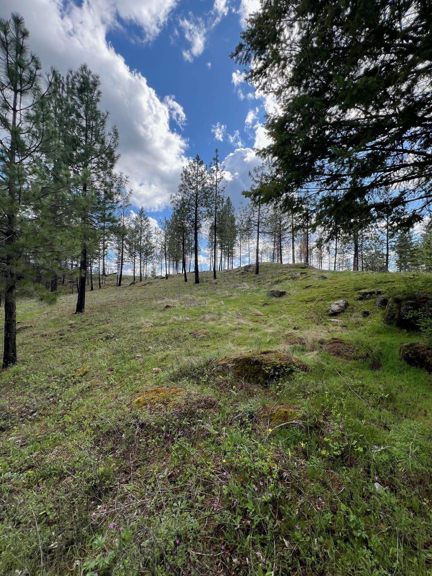 13312 East Nelson Road Elk, WA 99009 - Photo 19 of 22