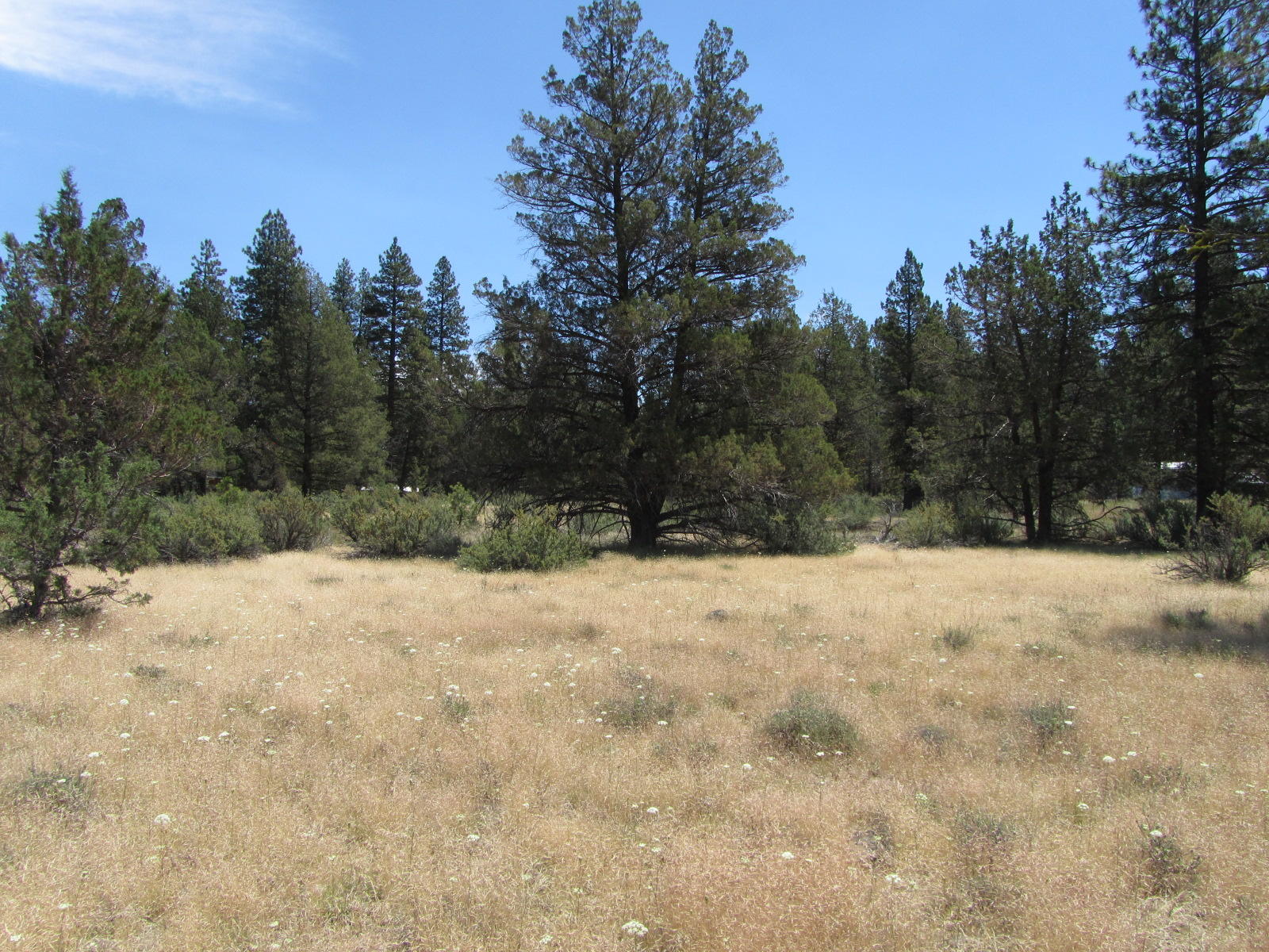 Cedar Lookout, CA 96054 - Photo 8 of 9 From center to front of property