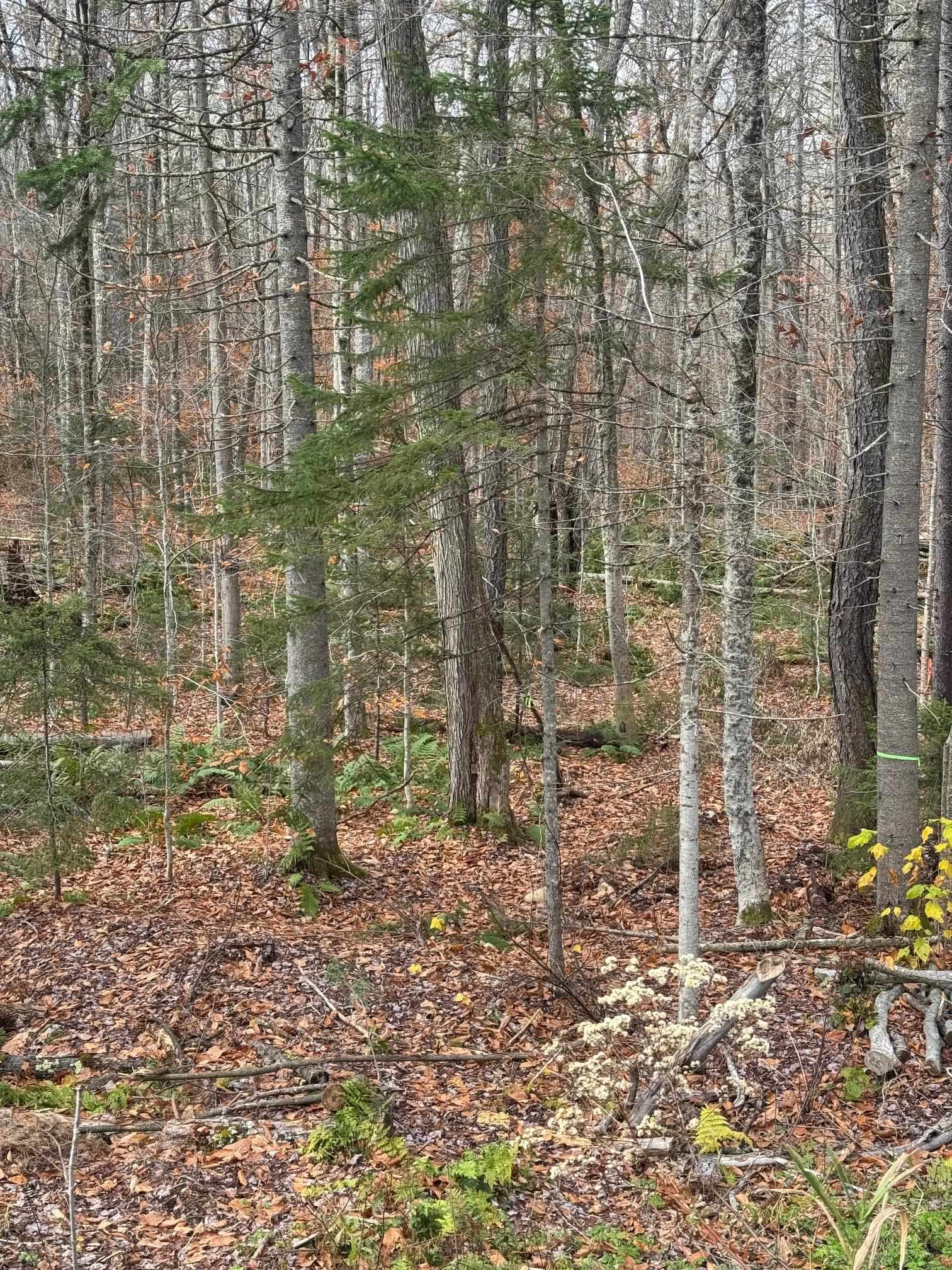 0 Hawk Spur Road Plymouth, VT 05056 - Photo 4 of 9