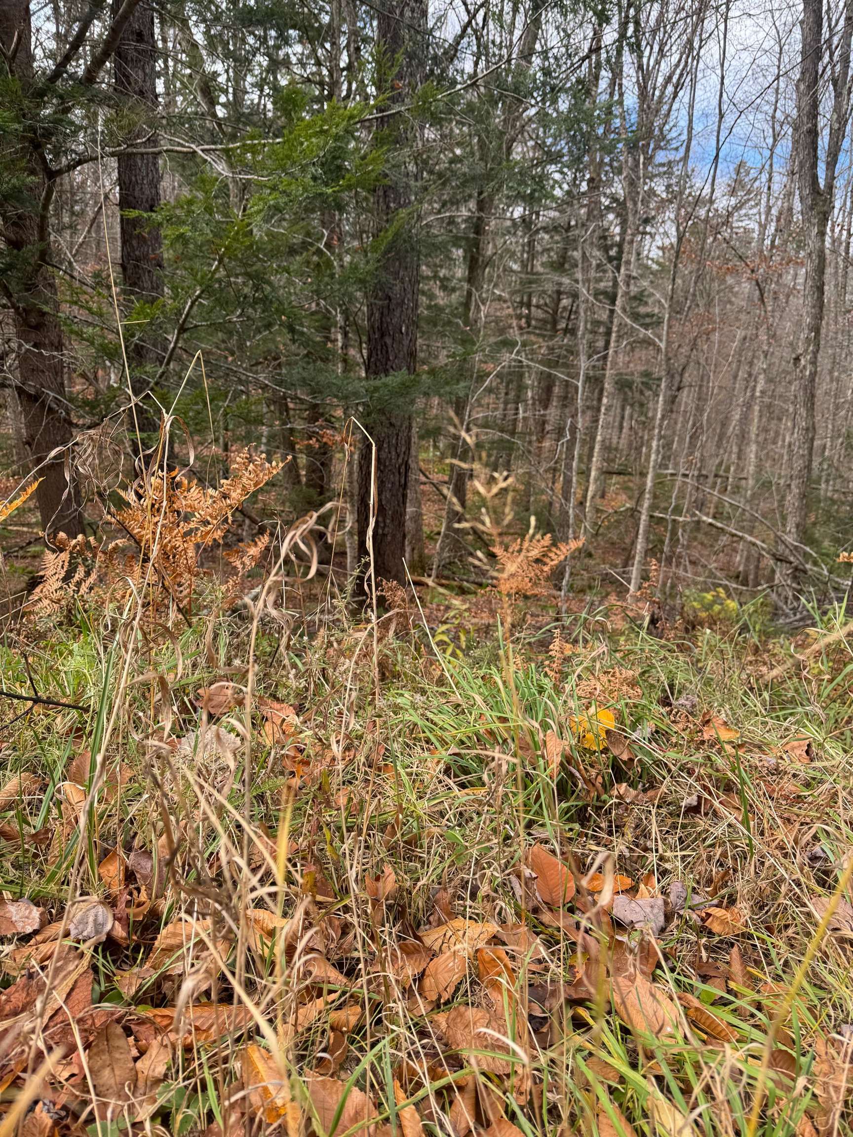 0 Hawk Spur Road Plymouth, VT 05056 - Photo 6 of 9