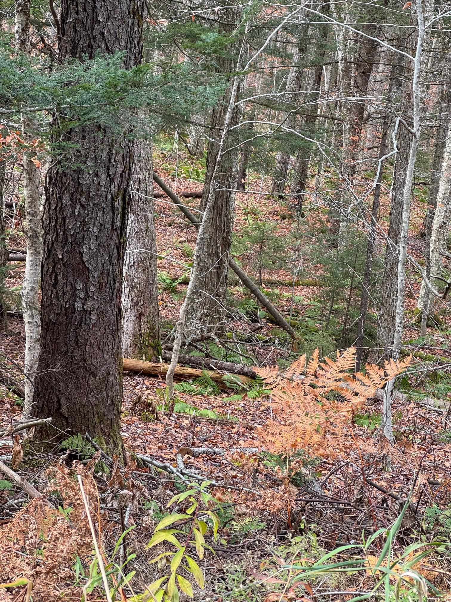 0 Hawk Spur Road Plymouth, VT 05056 - Photo 7 of 9