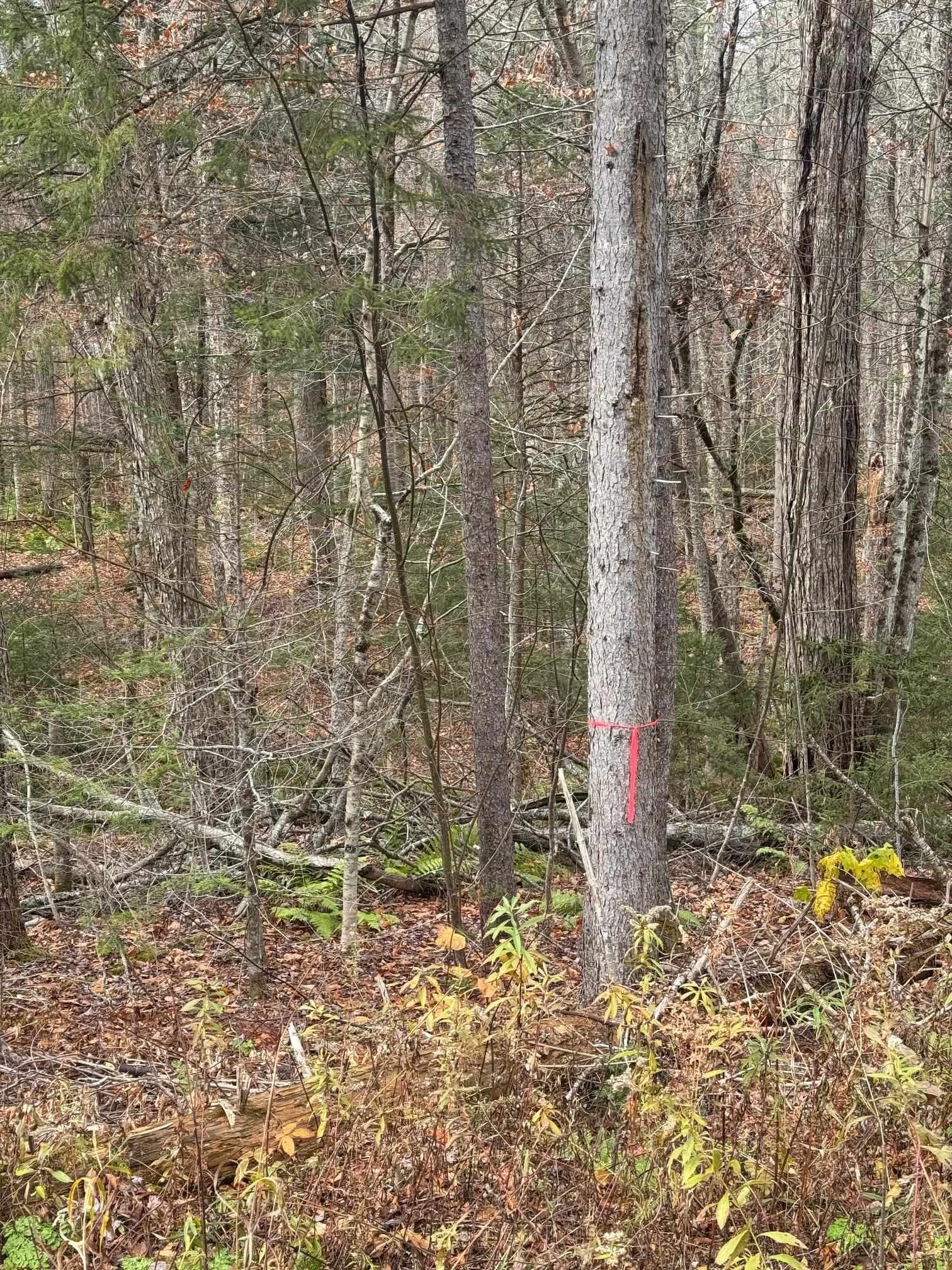 0 Hawk Spur Road Plymouth, VT 05056 - Photo 8 of 9