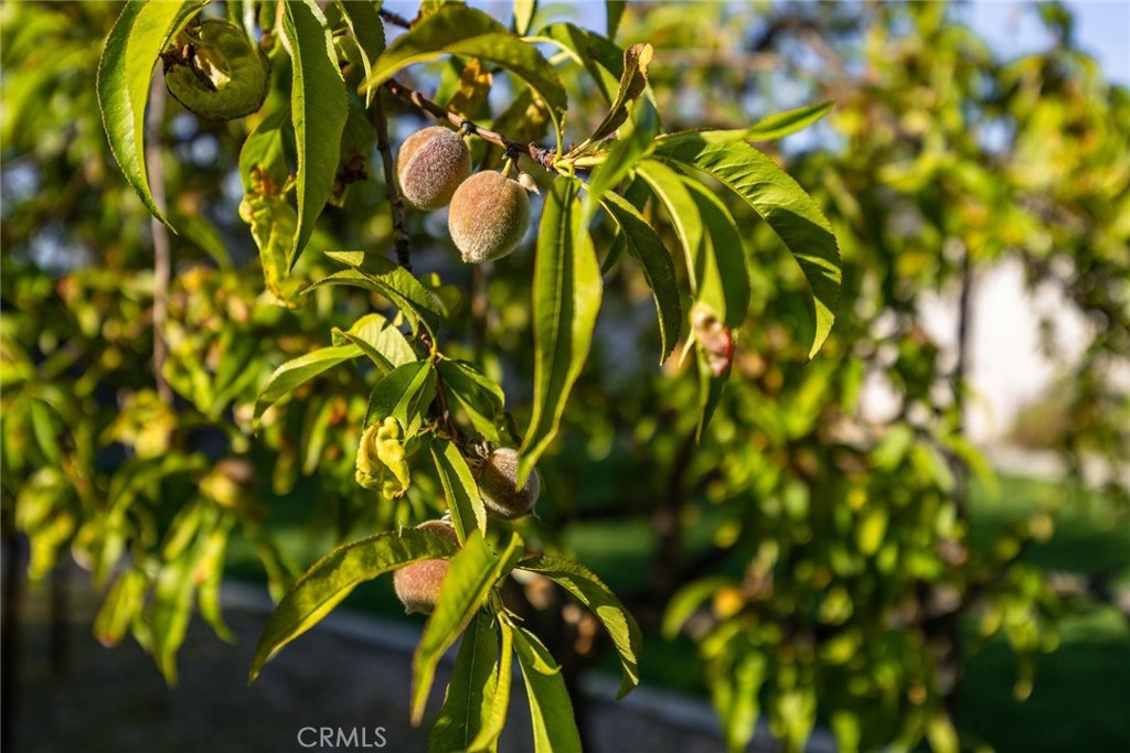 8100 Coromar Avenue Atascadero, CA 93422 - Photo 38 of 69
