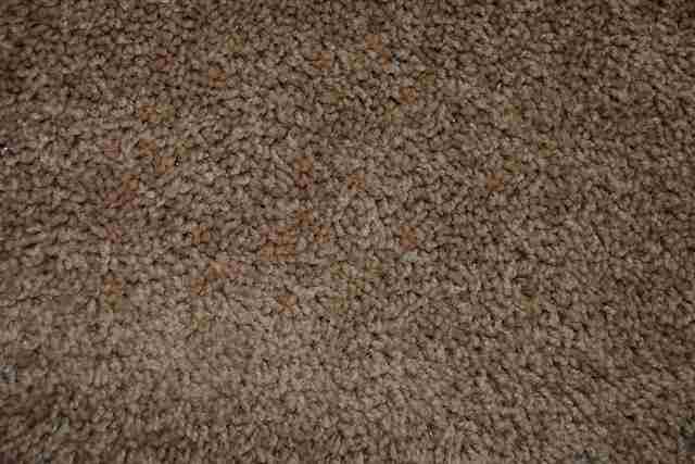 1005 Mcfall Circle Anderson, SC 29621 - Photo 14 of 22 Gallery Image 14