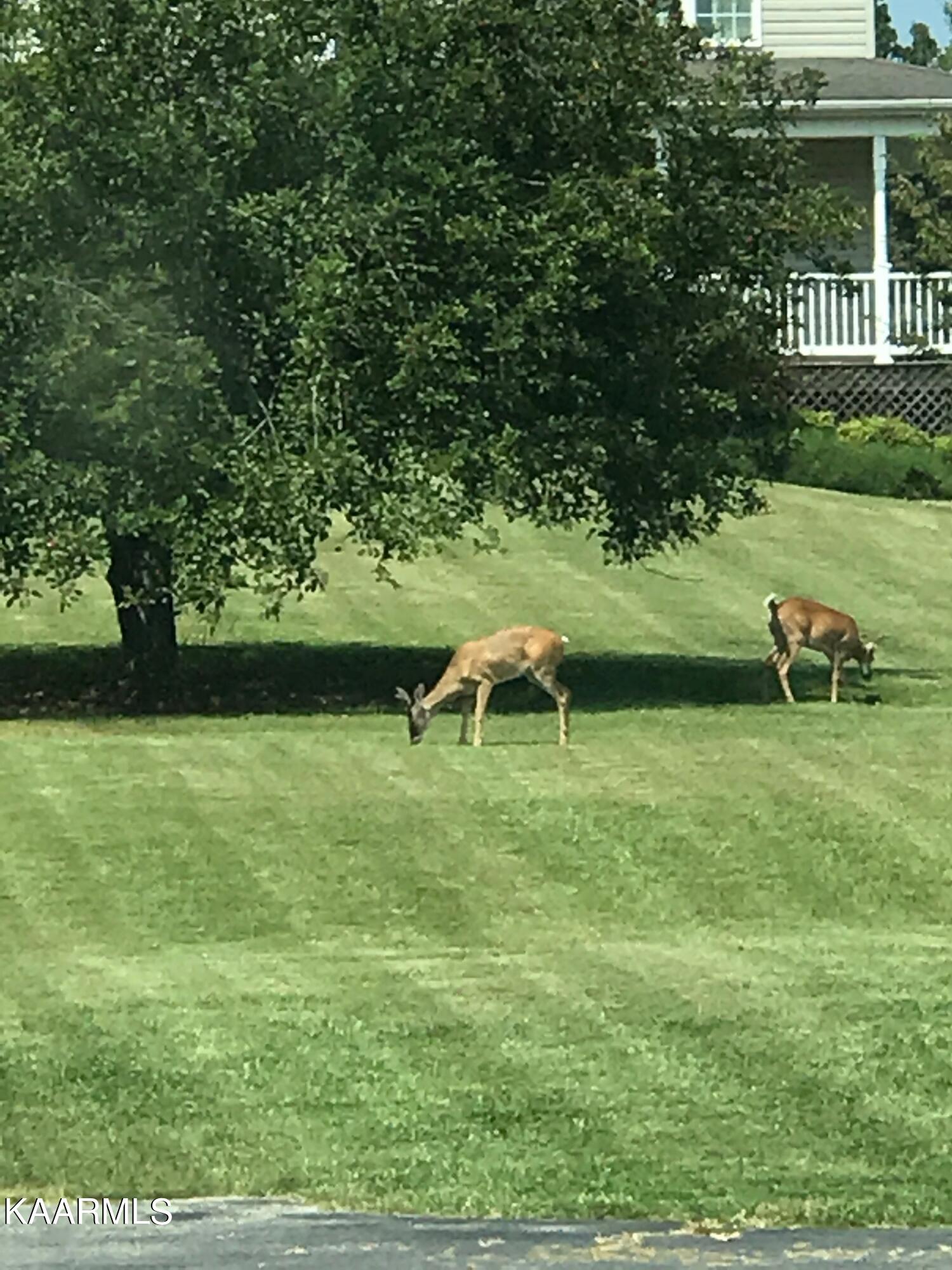 273 Rutledge Pike Blaine, TN 37709 - Photo 6 of 31 Hawkins deer