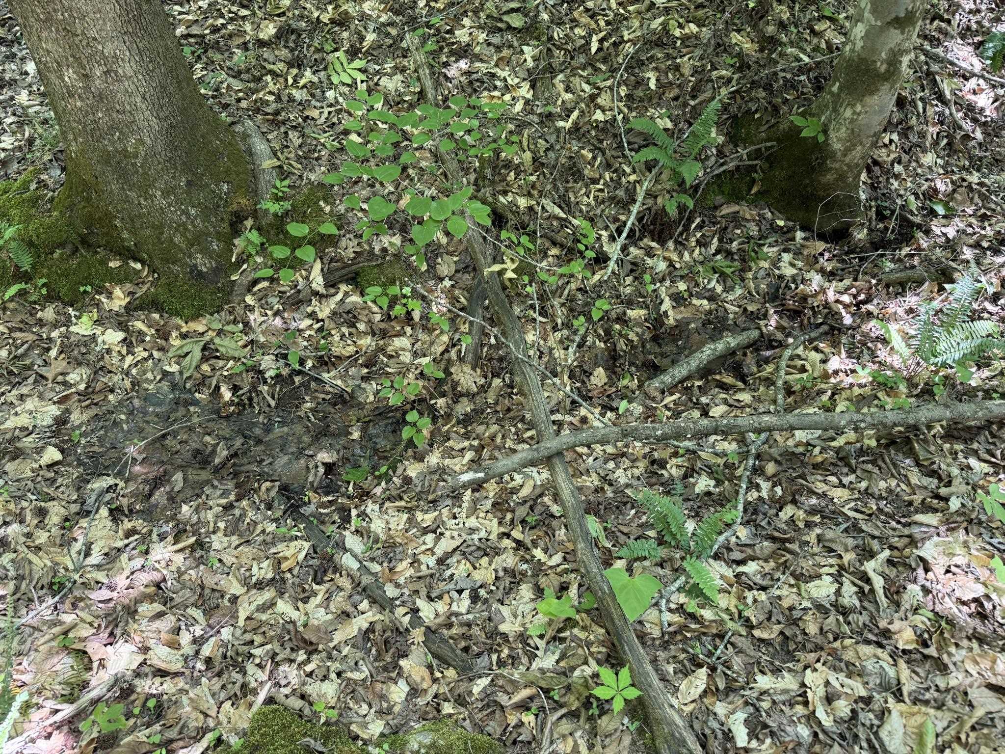 1 Carter Road Saltillo, TN 38370 - Photo 22 of 40 a view of a tree