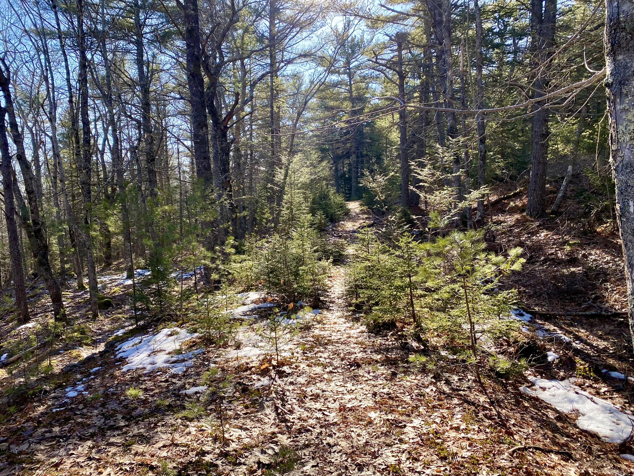 Lot 7-4 Bowman's Landing Road Georgetown, ME 04548 - Photo 7 of 34 IMG_0887