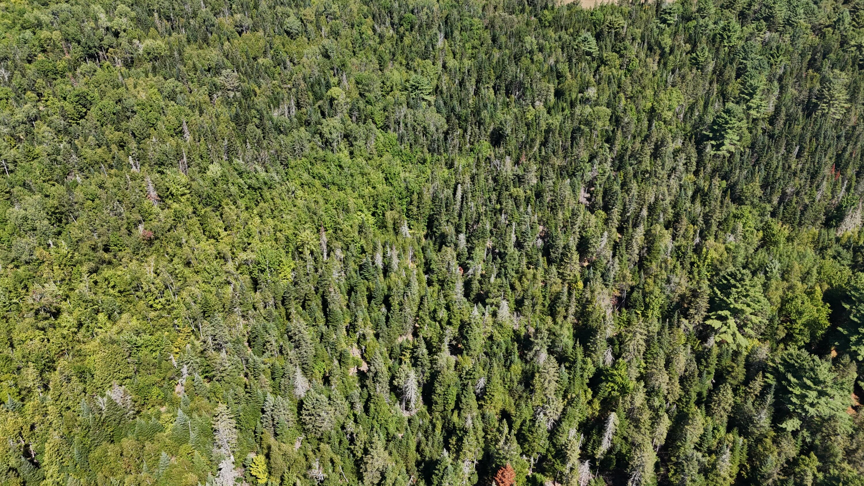 0 Cottrell Road Dixmont, ME 04932 - Photo 12 of 12 DJI_20250821231640_0190_D
