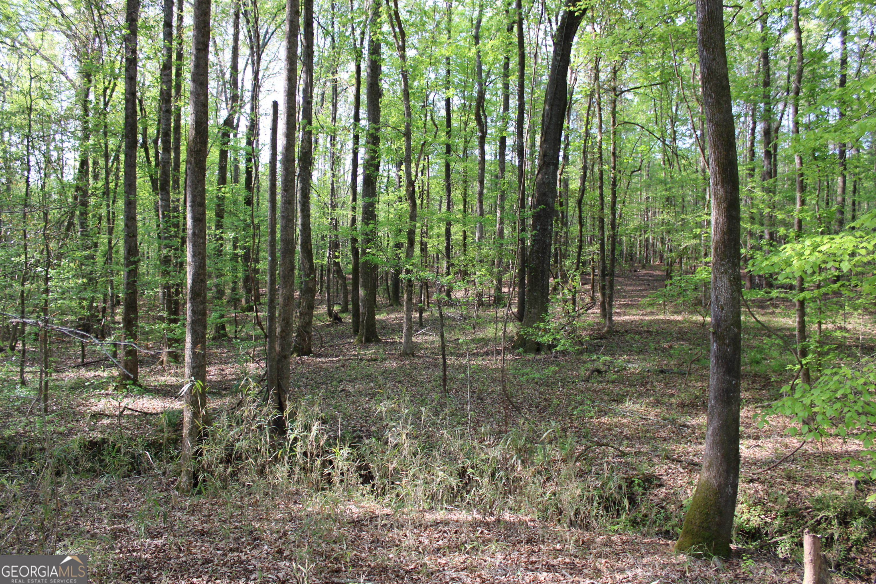 0 Ruffner Road The Rock, GA 30285 - Photo 29 of 51 a view of outdoor space and trees