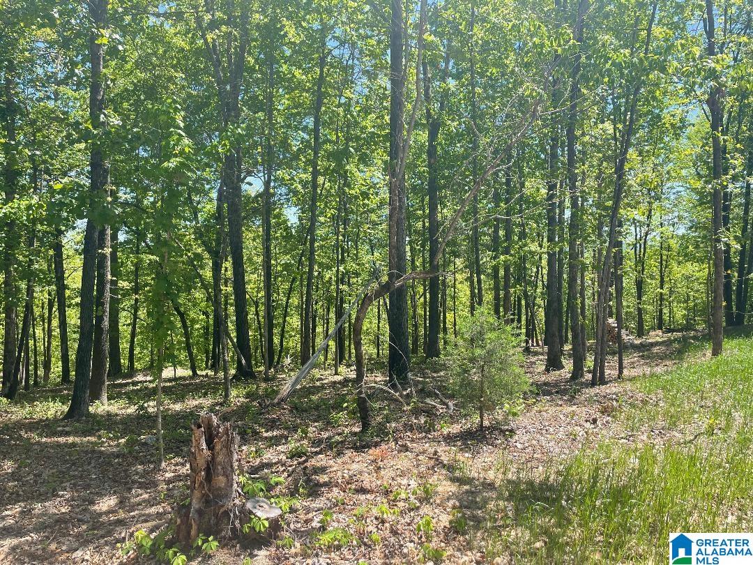 149 New Hope Mountain Road, Unit 1 Birmingham, AL 35242 - Photo 5 of 6