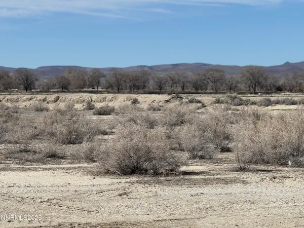 a view of a dry yard