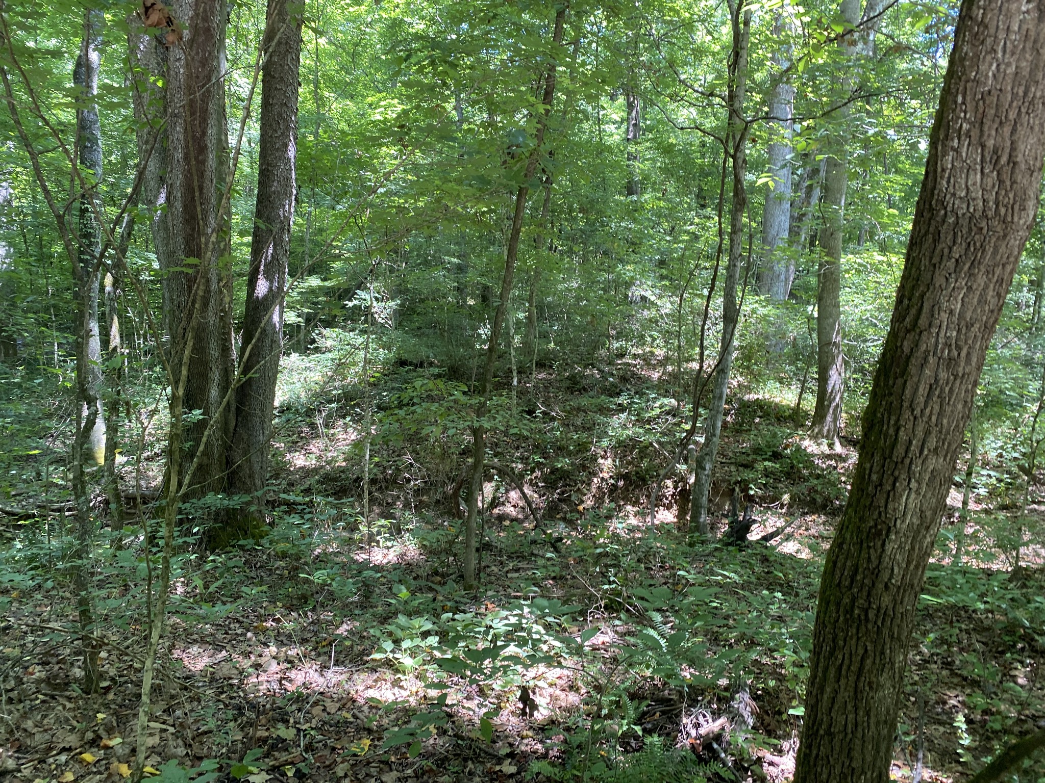 0 Gray Branch Road McEwen, TN 37101 - Photo 14 of 18 Gallery Image 14