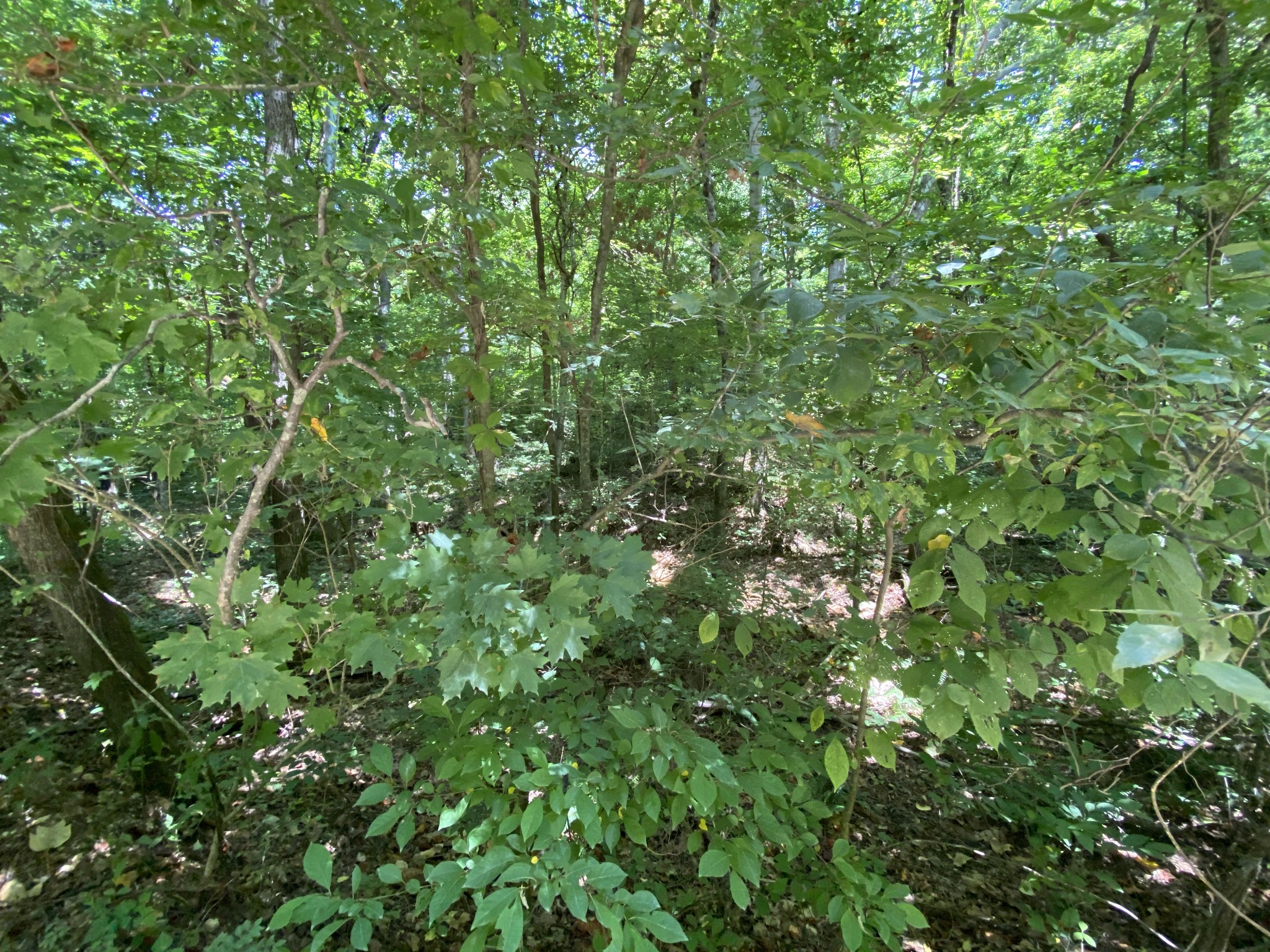 0 Gray Branch Road McEwen, TN 37101 - Photo 15 of 18 Gallery Image 15
