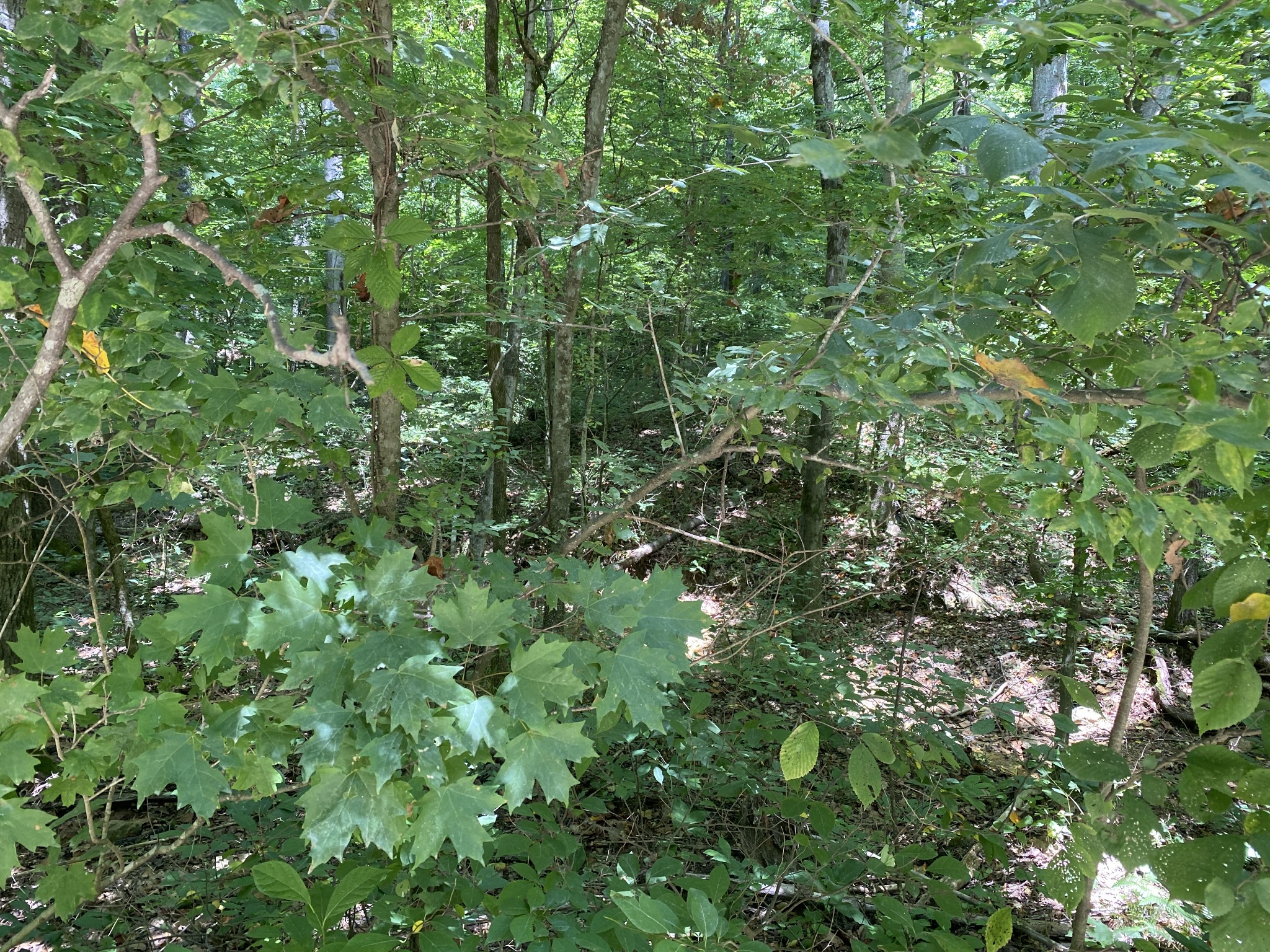 0 Gray Branch Road McEwen, TN 37101 - Photo 17 of 18 Gallery Image 17
