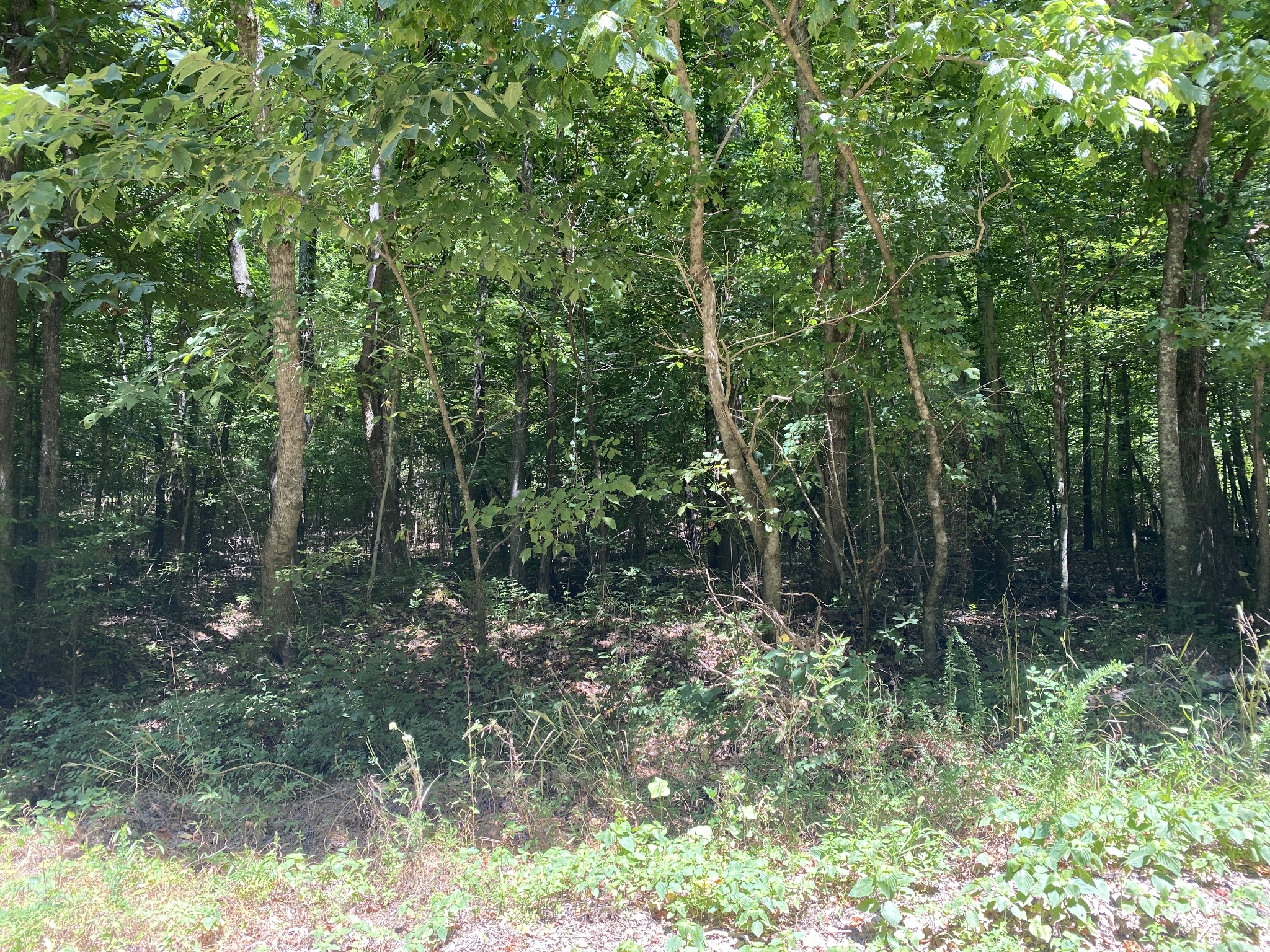 0 Gray Branch Road McEwen, TN 37101 - Photo 18 of 18 Gallery Image 18