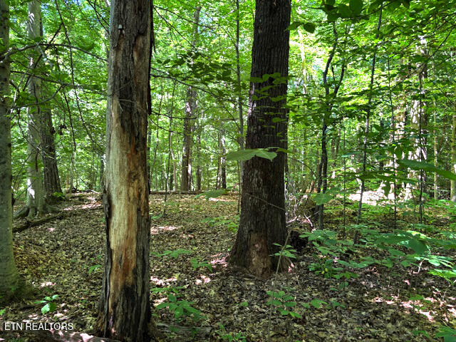 0 Topside Road Knoxville, TN 37920 - Photo 4 of 6 IMG_4595