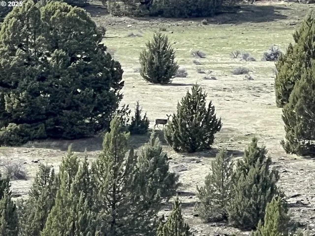 a view of a yard with trees in the background