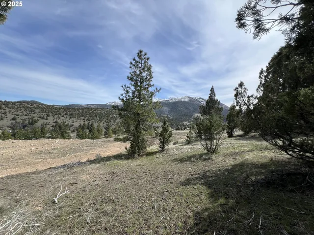 a view of a dry yard with trees in the background