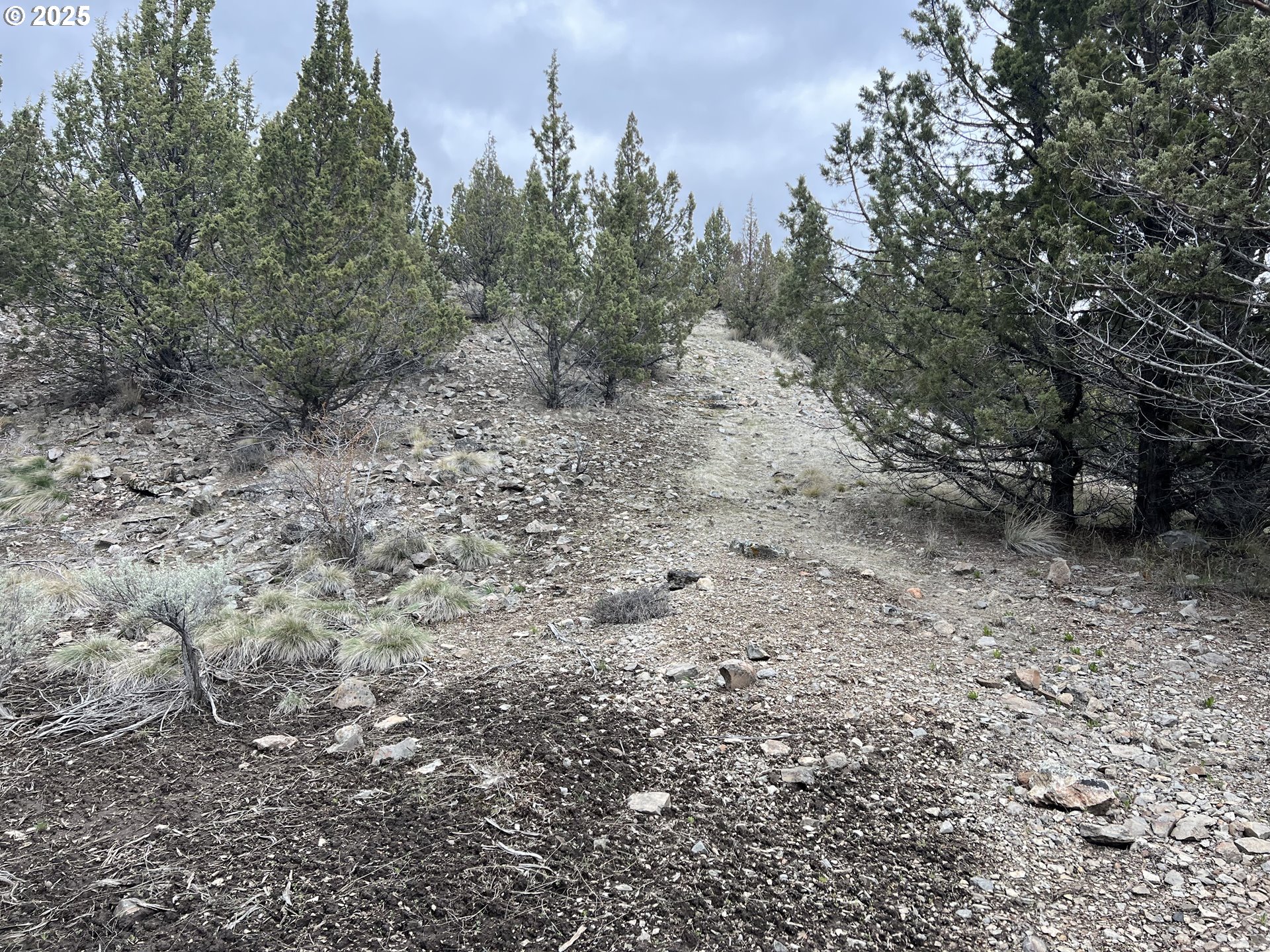 Blue Gulch Road John Day, OR 97845 - Photo 16 of 44 a view of a dry yard with trees in the background